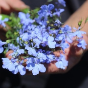 Mahlzeit für Summer und Brummer - die Einjährigen